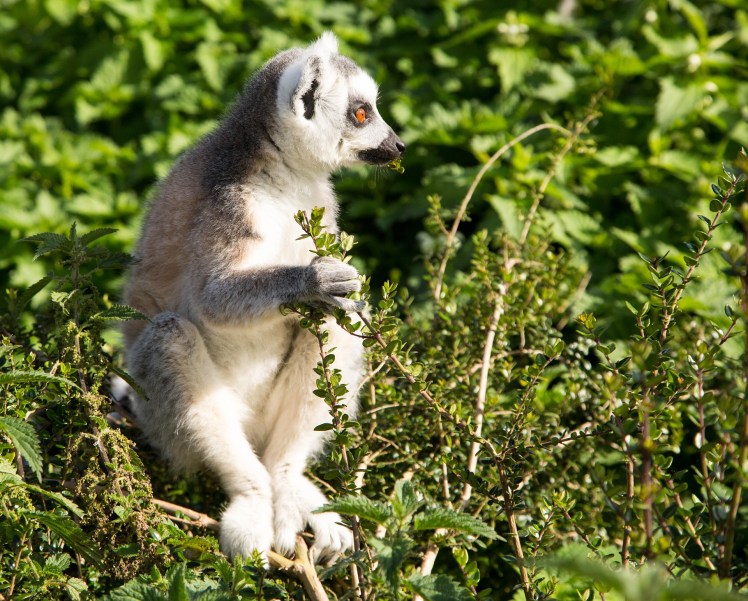 lemur-1475284_1920